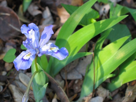 Crested iris