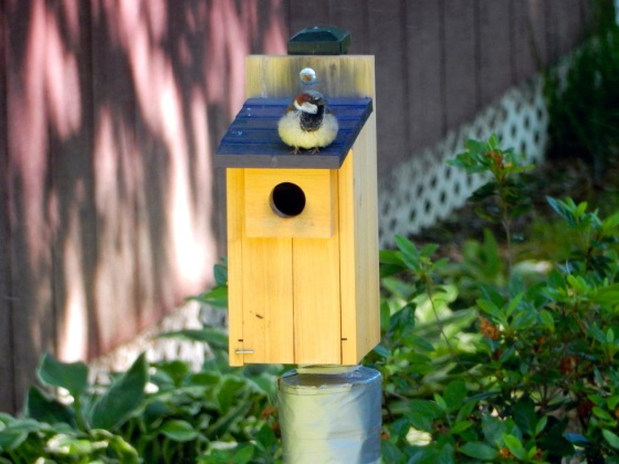 nest box with House Sparrow on top of it