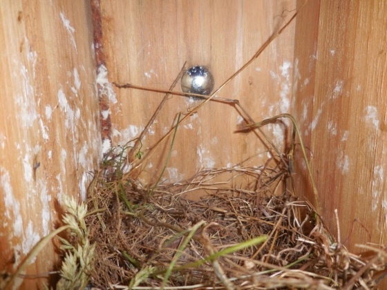 vacated bluebird nest
